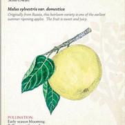 Malus domestica 'Yellow Transparent' Malus domestica 'Yellow Transparent'