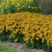 Rudbeckia fulgida var. sullivantii 'Little Goldstar' Rudbeckia fulgida var. sullivantii 'Little Goldstar'
