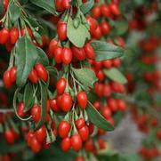 Lycium barbarum 'Sweet Lifeberry' Lycium barbarum 'Sweet Lifeberry'