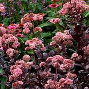 Sedum telephinium 'Chocolate Drop' Sedum telephinium 'Chocolate Drop'