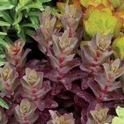 Sedum telephinium 'Raspberry Truffle' Sedum telephinium 'Raspberry Truffle'