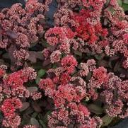 Sedum telephinium 'Desert Red' Sedum telephinium 'Desert Red'
