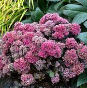 Sedum telephinium 'Dynomite' Sedum telephinium 'Dynomite'