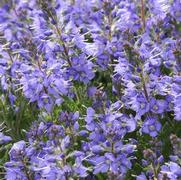 Veronica hybrid 'Christy' Veronica hybrid 'Christy'