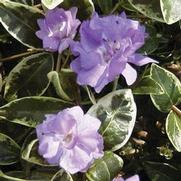 Vinca minor 'Moonlit' Vinca minor 'Moonlit'