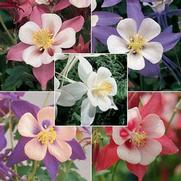 Aquilegia hybrid 'Songbird Mix' Aquilegia hybrid 'Songbird Mix'