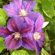 Clematis 'Beth Currie' Clematis 'Beth Currie'