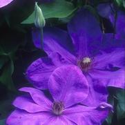 Clematis 'Elsa Spath' Clematis 'Elsa Spath'