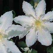 Clematis 'Gillian Bades' Clematis 'Gillian Bades'