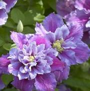 Clematis 'Piilu' Clematis 'Piilu'