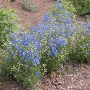 Delphinium grandiflorum 'Blue Mirror' Delphinium grandiflorum 'Blue Mirror'