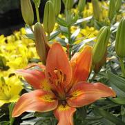 Lilium asiatic 'Bronze' Lilium asiatic 'Bronze'