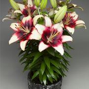 Lilium asiatic 'Hot Spot White' Lilium asiatic 'Hot Spot White'