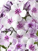 Phlox paniculata 'Early Start Light Pink' Phlox paniculata 'Early Start Light Pink'