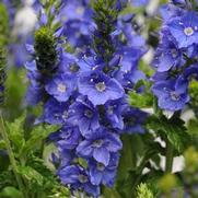 Veronica austriaca 'Venice Blue' Veronica austriaca 'Venice Blue'