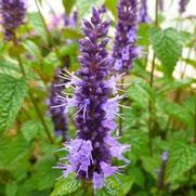 Agastache rugosa 'Little Adder' Agastache rugosa 'Little Adder'