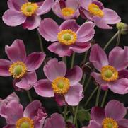 Anemone x. hybrida 'Pink Kiss' Anemone x. hybrida 'Pink Kiss'