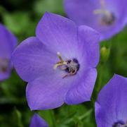 Campanula carpatica 'Rapido Blue' Campanula carpatica 'Rapido Blue'
