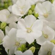 Campanula carpatica 'Rapido White' Campanula carpatica 'Rapido White'