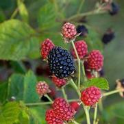 Rubus 'Baby Cakes' Rubus 'Baby Cakes'
