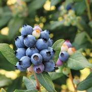 Vaccinium hybrid 'Perpetua' Vaccinium hybrid 'Perpetua'