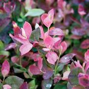 Vaccinium hybrid 'BrazelBerries Pink Icing' Vaccinium hybrid 'BrazelBerries Pink Icing'