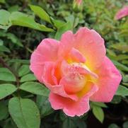 Rosa 'Brite Eyes' Rosa 'Brite Eyes'