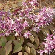 Epimedium 'Purple Pixie' Epimedium 'Purple Pixie'