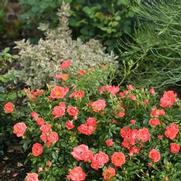 Rosa 'Oso Easy Mango Salsa' Rosa 'Oso Easy Mango Salsa'