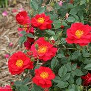 Rosa 'Oso Easy Urban Legend' Rosa 'Oso Easy Urban Legend'