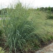Panicum amarum 'Dewey Blue' Panicum amarum 'Dewey Blue'