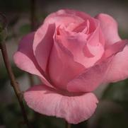 Rosa 'Queen Elizabeth' Rosa 'Queen Elizabeth'