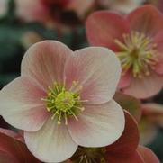 Helleborus 'Pink Frost' Helleborus 'Pink Frost'
