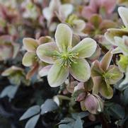 Helleborus 'Winter Sunshine' Helleborus 'Winter Sunshine'