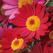 Argyranthemum frutescens 'Madeira Red' Argyranthemum frutescens 'Madeira Red'