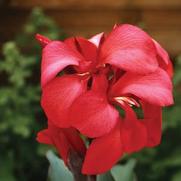 Canna generalis 'Toucan Rose' Canna generalis 'Toucan Rose'