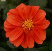 Dahlia hybrid 'Terry' Dahlia hybrid 'Terry'