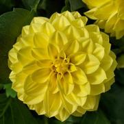 Dahlia hybrid 'Yellow' Dahlia hybrid 'Yellow'