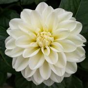 Dahlia hybrid 'White' Dahlia hybrid 'White'