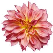 Dahlia hybrid 'Sunrise' Dahlia hybrid 'Sunrise'