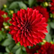 Dahlia hybrid 'Red' Dahlia hybrid 'Red'