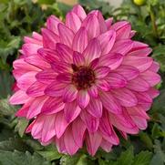 Dahlia hybrid 'Pink' Dahlia hybrid 'Pink'