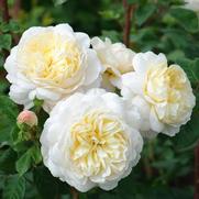 Rosa 'Crocus' Rosa 'Crocus'