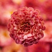 Chrysanthemum Garden Mum 'Gigi Coral' Chrysanthemum Garden Mum 'Gigi Coral'