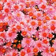 Chrysanthemum Garden Mum 'Perfectly Pink' Chrysanthemum Garden Mum 'Perfectly Pink'