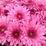 Chrysanthemum Garden Mum 'Pop Eye Pink' Chrysanthemum Garden Mum 'Pop Eye Pink'