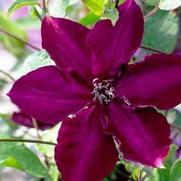 Clematis 'Amethyst Beauty' Clematis 'Amethyst Beauty'