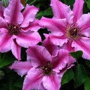 Clematis 'Cherokee' Clematis 'Cherokee'