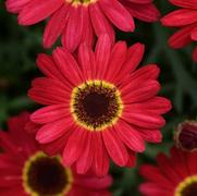 Argyranthemum frutescens 'Grandessa Red' Argyranthemum frutescens 'Grandessa Red'