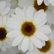 Argyranthemum frutescens 'Grandessa White' Argyranthemum frutescens 'Grandessa White'
